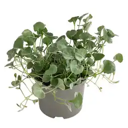 Dehner Silberregen Topf Ø11 cm Dehner Angebot