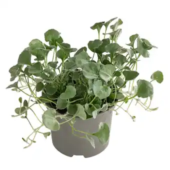 Dehner Silberregen Topf Ø11 cm Dehner Angebot