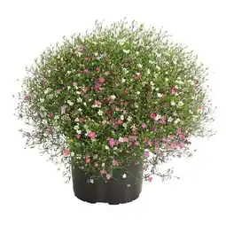 Dehner Schleierkraut Duo Topf Ø13 cm Dehner Angebot