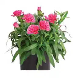 Dehner Gartennelke Topf Ø12 cm Dehner Angebot