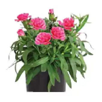 Dehner Gartennelke Topf Ø12 cm Dehner Angebot
