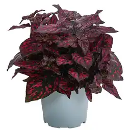 Dehner Punktblume Topf Ø12 cm Dehner Angebot