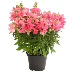 Dehner Löwenmäulchen Topf Ø13 cm Dehner Angebot