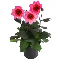 Dehner Dahlie Topf Ø19 cm Dehner Angebot