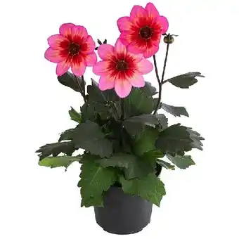 Dehner Dahlie Topf Ø19 cm Dehner Angebot