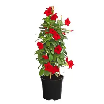 Dehner Dipladenie, Pyramide Topf Ø17 cm Dehner Angebot