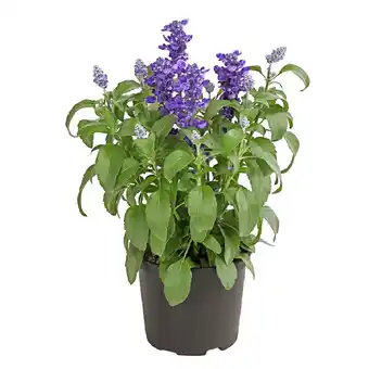 Dehner Mehlsalbei Topf Ø12 cm Dehner Angebot