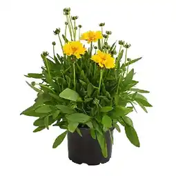 Dehner Mädchenauge Topf Ø13 cm Dehner Angebot