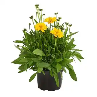 Dehner Mädchenauge Topf Ø13 cm Dehner Angebot