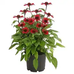 Dehner Sonnenhut Topf Ø19 cm Dehner Angebot