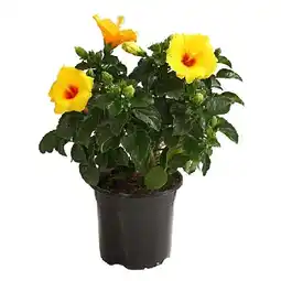 Dehner Hibiskus, Busch Topf Ø17 cm Dehner Angebot