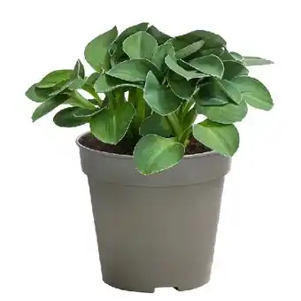 Dehner Funkien 'Blue Mouse Ears' Topf Ø13 cm Dehner Angebot