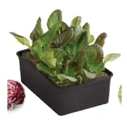 Dehner Radicchio, 6er Dehner Angebot