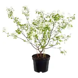 Dehner Prachtspieren Topf Ø15 cm Dehner Angebot