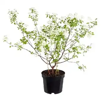Dehner Prachtspieren Topf Ø15 cm Dehner Angebot