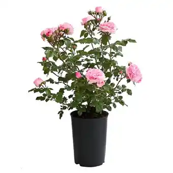 Dehner ADR-Rosen Rosa-Hybride versch. Sorten, im 4-l-Topf Dehner Angebot