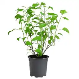 Dehner Schneeball-Hortensie 'Annabelle' Dehner Angebot