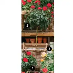 Dehner Rosen Halbstamm, versch. Farben und Sorten, im 6-l-Topf Dehner Angebot