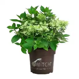 Dehner Rispen-Hortensie 'Switch Ophelia' Dehner Angebot