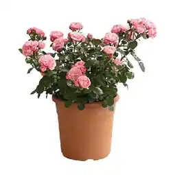 Dehner Edel- und Beetrosen versch. Sortenn, im 9,5-l-Topf Dehner Angebot