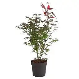 Dehner Rotblättriger Fächerahorn 'Atropurpureum' im 3-l-Topf Dehner Angebot