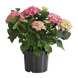 Dehner Bauern-Hortensie im 5-l-Topf Dehner Angebot