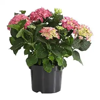 Dehner Bauern-Hortensie im 5-l-Topf Dehner Angebot