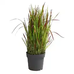Dehner Japanisches Blutgras 'Red Baron' Topf Ø19 cm Dehner Angebot
