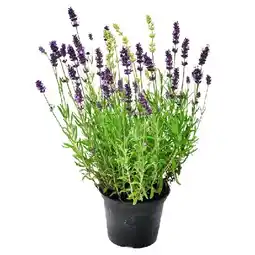 Dehner Bayern-Lavendel Topf Ø13 cm Dehner Angebot