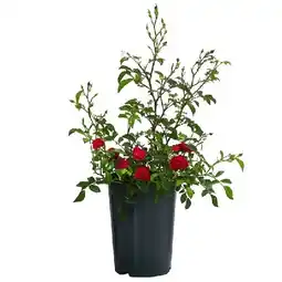 Dehner Bodendeckerrose 'Fairy King', rot im 2-l-Topf Dehner Angebot