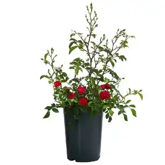 Dehner Bodendeckerrose 'Fairy King', rot im 2-l-Topf Dehner Angebot