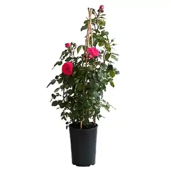 Dehner Kletterrosen versch. Sorten im 7-l-Topf Dehner Angebot