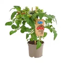 Dehner Pick-a-Tom Cocktailtomate mit Früchten, rot Topf Ø14 cm Dehner Angebot