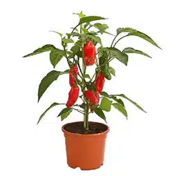 Dehner Pick-a-Pep Snackpaprika mit Früchten, rot Ø14 cm Dehner Angebot