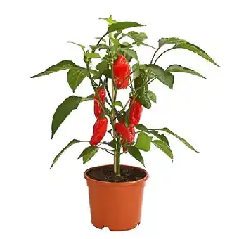 Dehner Pick-a-Pep Snackpaprika mit Früchten, rot Ø14 cm Dehner Angebot