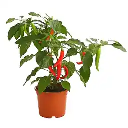 Dehner Pick-a-Hot Pep Peperoni mit Früchten, rot Topf Ø14 cm Dehner Angebot