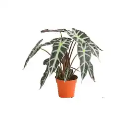 Dehner Pfeilblatt 'Polly' Alocasia amazonica Dehner Angebot