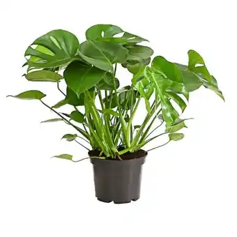 Dehner Fensterblatt - Monstera deliciosa Dehner Angebot