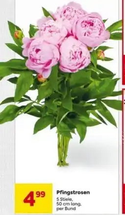 Billa Pfingstrosen Angebot