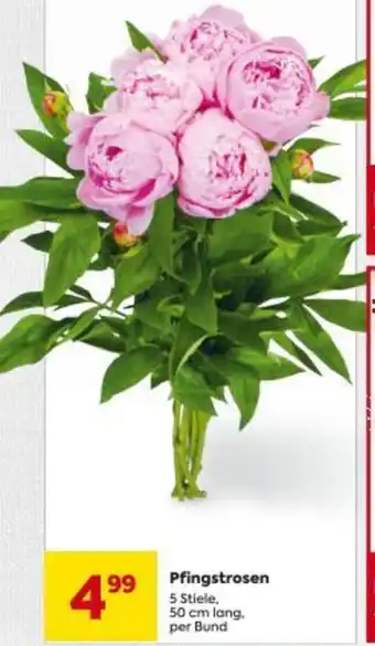Billa Pfingstrosen Angebot
