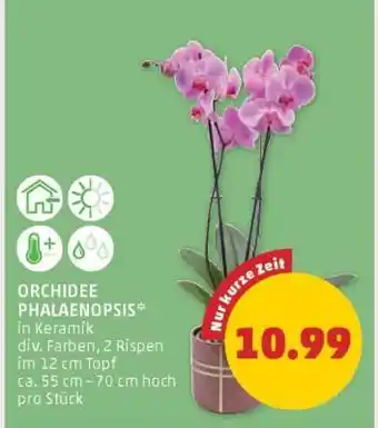 PENNY Orchidee Phalaenopsis Angebot