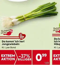 Billa Jungzwiebeln Angebot