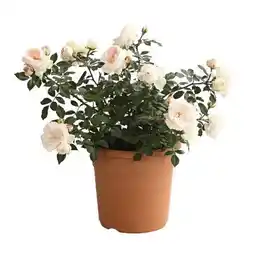 Dehner Dehner Edel-Beetrosen Angebot