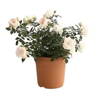 Dehner Dehner Edel-Beetrosen Angebot