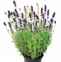 Dehner Dehner Bayern-Lavendel Angebot
