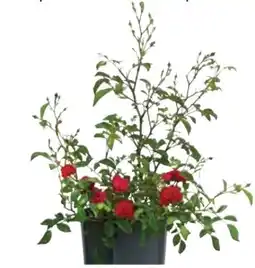 Dehner Dehner Bodendeckerrose Fairy King Angebot