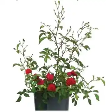 Dehner Dehner Bodendeckerrose Fairy King Angebot
