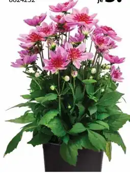 Dehner Dehner Dahlie Dahlegria Tricolore Angebot