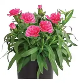 Dehner Dehner Marken Qualität Gartennelke Angebot