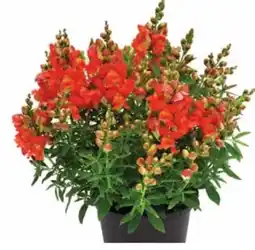 Dehner Dehner Löwenmäulchen Angebot